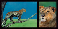 PGM DHM 17 Michel et Christine Denis Huot Leopard and Young Leon Kunstdruck 100x50cm | Yourdecoration.at