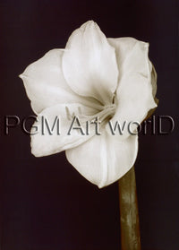 PGM FTP 17 Prades Fabregat Bora Bora Flower II Kunstdruck 50x70cm | Yourdecoration.at