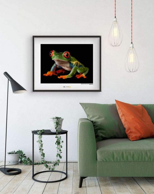 Komar Red eyed Treefrog Kunstdruck 70x50cm Interieur | Yourdecoration.de