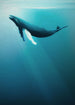 Komar Vlies Fototapete Iax4 0045 Artsy Humpback Whale | Yourdecoration.at