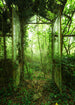 Komar Vlies Fototapete Shx4 158 Greenhouse | Yourdecoration.at