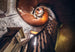 Komar Vlies Fototapete Shx8 165 Oak Spiral | Yourdecoration.at