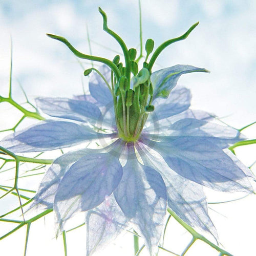 Ingrid Ulmer Seiltänzer blau Kunstdruck 50x50cm | Yourdecoration.de
