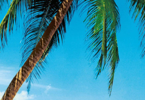 00241 close up Ile Tropicale 6a6ef528 e763 4747 90eb 69ed570bd959 | Yourdecoration.de
