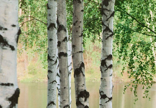 00290 close up Nordic Forest 399a9a94 2d2b 4097 9df8 ec5e2cabd0c6 | Yourdecoration.de