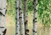 00290 close up Nordic Forest 399a9a94 2d2b 4097 9df8 ec5e2cabd0c6 | Yourdecoration.de