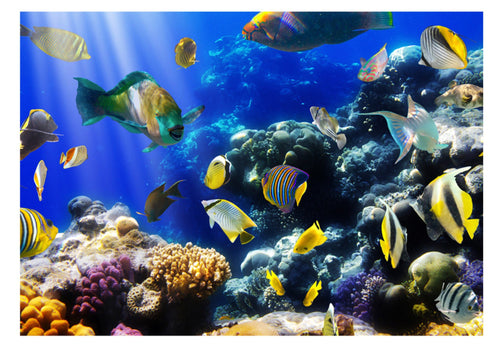 Fototapete - Underwater Adventure - Vliestapete