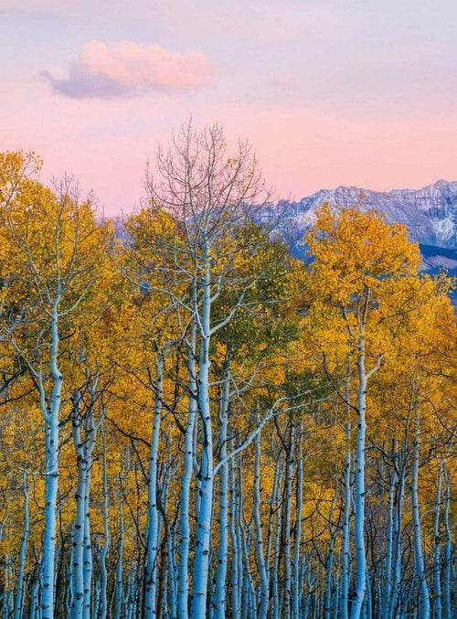 Wizard+Genius Birches And Mountains Vlies Fototapete 192x260cm 4 bahnen | Yourdecoration.de