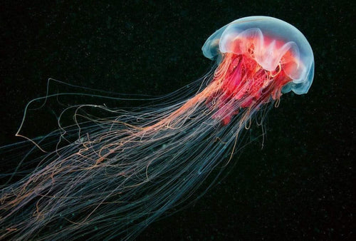 Wizard+Genius Jellyfish Vlies Fototapete 384x260cm 8 bahnen | Yourdecoration.de