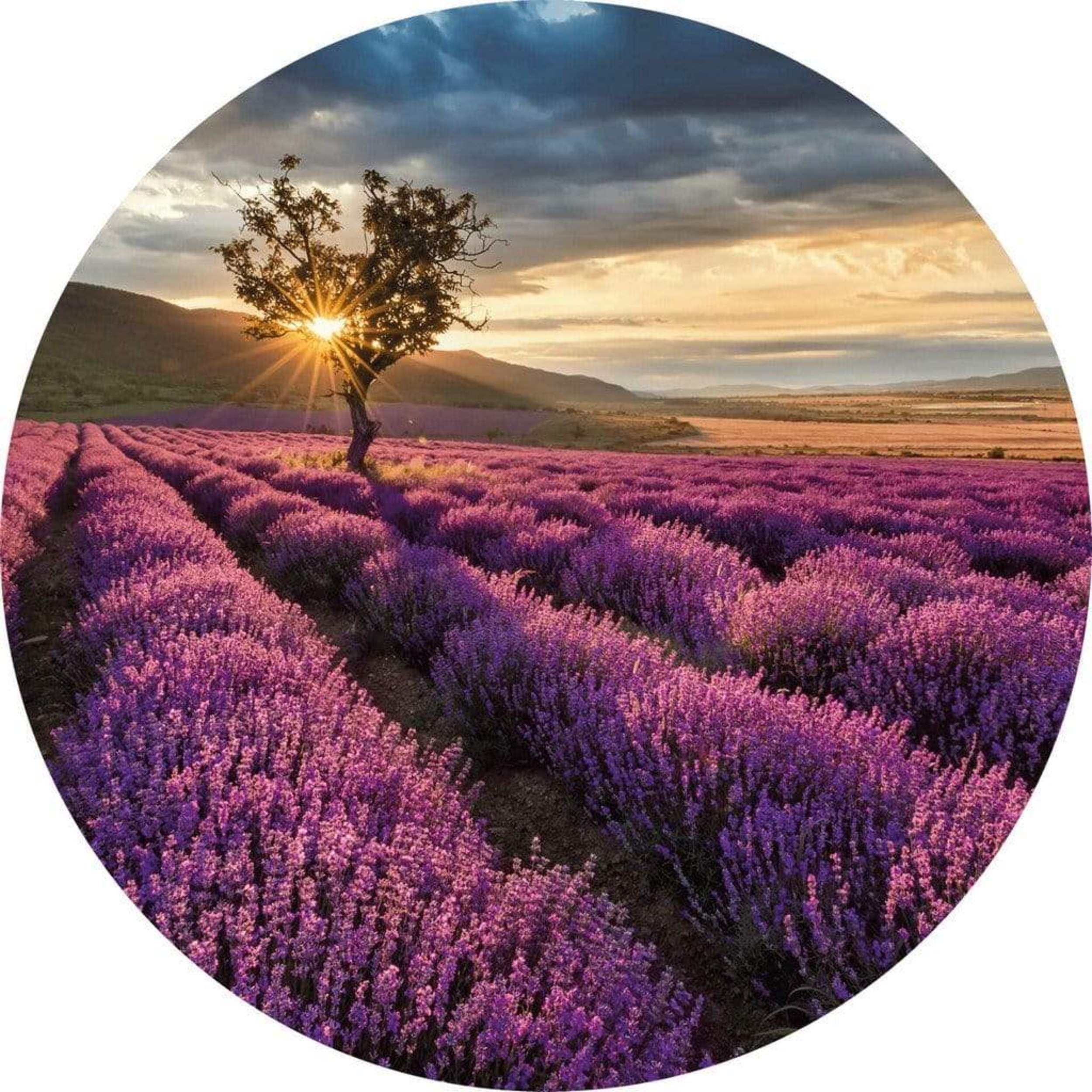 Fototapete Lavender in the Provence 140x140cm Rund