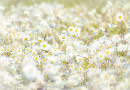 Komar Daisies Fototapete 368x254cm | Yourdecoration.de