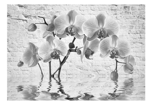 Fototapete - Orchid in Shades of Gray - Vliestapete