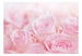 Fototapete - Ocean of Roses - Vliestapete