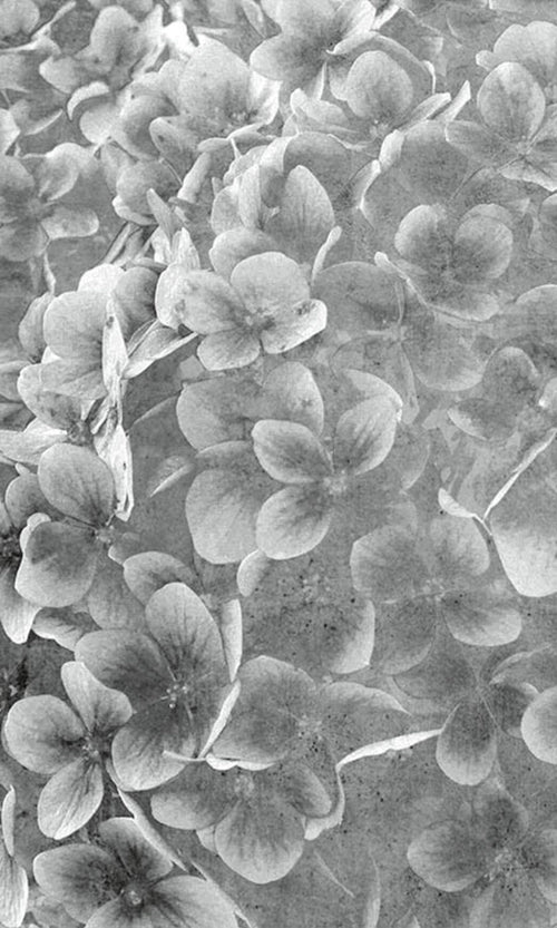 Dimex Apple Tree Abstract III Fototapete 150x250cm 2 bahnen | Yourdecoration.de