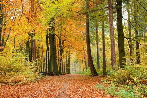 Dimex Autumn Forest Fototapete 375x250cm 5 Bahnen | Yourdecoration.de
