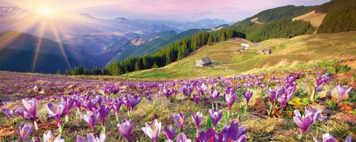 Dimex Crocuses at Spring Fototapete 375x150cm 5 Bahnen | Yourdecoration.de