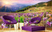 Dimex Crocuses at Spring Fototapete 375x250cm 5 Bahnen Sfeer | Yourdecoration.nl