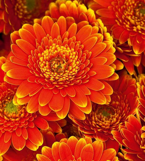 Dimex Gerbera Fototapete 225x250cm 3 Bahnen | Yourdecoration.de