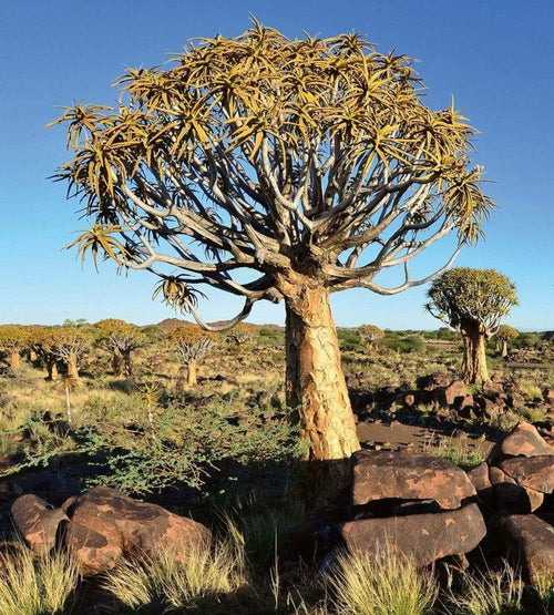 Dimex Namibia Fototapete 225x250cm 3 Bahnen | Yourdecoration.de