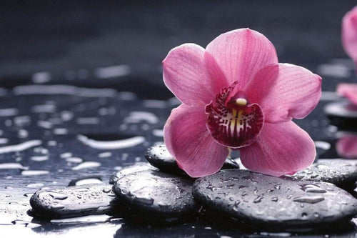 Dimex Orchid Fototapete 375x250cm 5 Bahnen | Yourdecoration.de