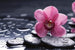 Dimex Orchid Fototapete 375x250cm 5 Bahnen | Yourdecoration.de