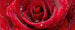Dimex Red Rose Fototapete 375x150cm 5 Bahnen | Yourdecoration.de