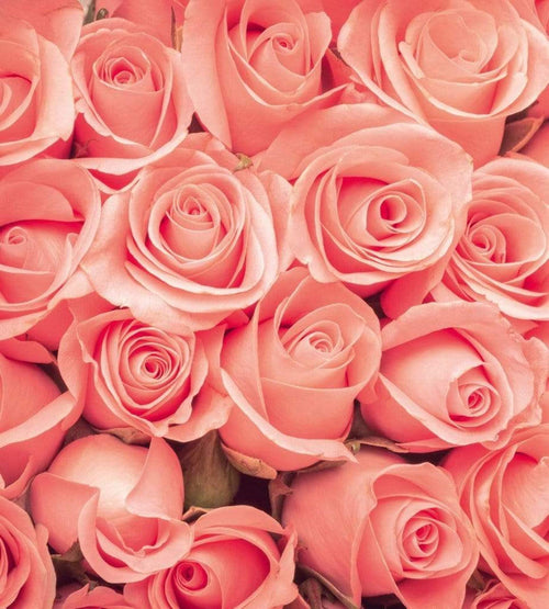 Dimex Roses Fototapete 225x250cm 3 Bahnen | Yourdecoration.de