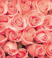 Dimex Roses Fototapete 225x250cm 3 Bahnen | Yourdecoration.de