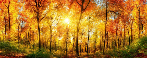 Dimex Sunny Forest Fototapete 375x150cm 5 Bahnen | Yourdecoration.de