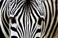 Dimex Zebra Fototapete 375x250cm 5 Bahnen | Yourdecoration.de