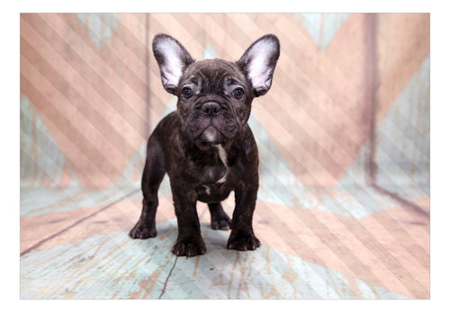 Fototapete - French Bulldog - Vliestapete