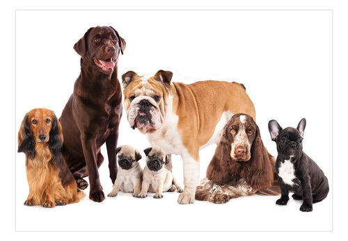 Fototapete - Dog Integration - Vliestapete
