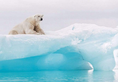Komar Arctic Polar Bear Vlies Fototapete 400x280cm 8 Bahnen | Yourdecoration.de