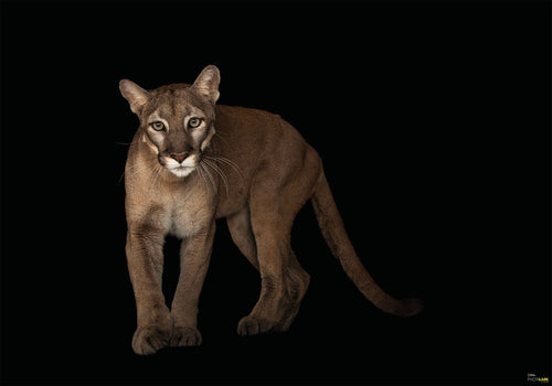 Komar Florida Panther Vlies Fototapete 400X280Cm 6 Teile | Yourdecoration.at