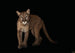 Komar Florida Panther Vlies Fototapete 400X280Cm 6 Teile | Yourdecoration.at
