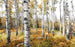 Komar Colorful Aspenwoods Vlies Fototapete 450x280cm 9 bahnen | Yourdecoration.de