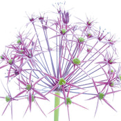 PGM INU 07 Ingrid Ulmer Wunderkerze Kunstdruck 50x50cm | Yourdecoration.at