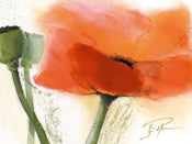 PGM PMG 03 Gerd Pflumm Faszination Mohn III Kunstdruck 80x60cm | Yourdecoration.at