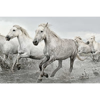 Grupo Erik GPE5238 White Horses Poster 91,5X61cm | Yourdecoration.at