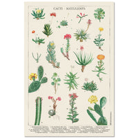 Grupo Erik GPE5536 Botanical Cacti Poster 61X91,5cm | Yourdecoration.at
