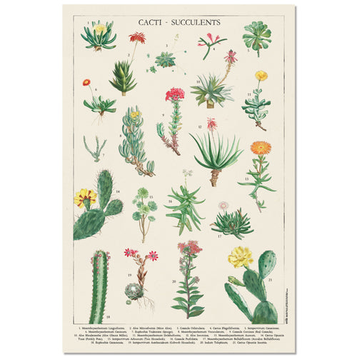 Grupo Erik GPE5536 Botanical Cacti Poster 61X91,5cm | Yourdecoration.at
