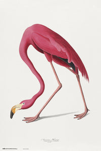 Grupo Erik GPE5541 American Flamingo Poster 61X91,5cm | Yourdecoration.at