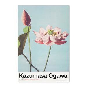 Grupo Erik Gpe5630 Poster Lotus Flowers By K Ogawa | Yourdecoration.at