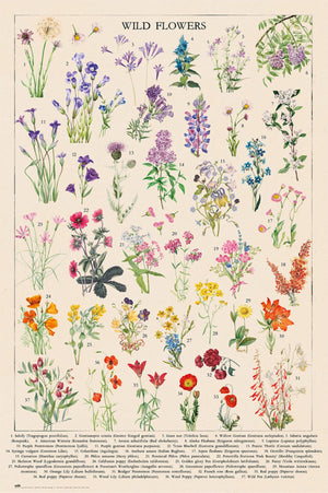 Grupo Erik Gpe5675 Botanical Wild Flowers Poster 61x91 5cm | Yourdecoration.at