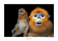 Komar Golden Snub nosed Monkey Kunstdruck 40x30cm | Yourdecoration.de