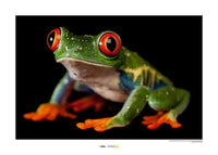 Komar Red eyed Treefrog Kunstdruck 70x50cm | Yourdecoration.de