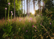 Komar Vlies Fototapete X7 1005 Summer Glade | Yourdecoration.at