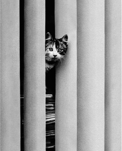 Golbin Curious Cat Kunstdruck 40x50cm | Yourdecoration.de
