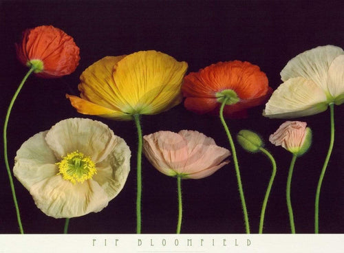 Pip Bloomfield Poppy Garden I Kunstdruck 91x66cm | Yourdecoration.de