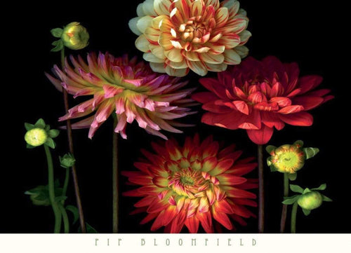 Pip Bloomfield Dahlia Garden Kunstdruck 91x66cm | Yourdecoration.de